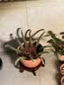 史丹利火山石颗粒红火山岩底砂天然多肉兰花专用养花红色铺面石5斤 实拍图