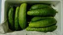 京鲜生 山东童年旱黄瓜 净重5斤 单果100g+ 水果小青瓜 轻食 源头直发 实拍图