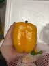 京鲜生山东双色五彩椒净重4.5斤装 单果200g起 圆椒甜椒 源头直发 实拍图