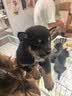 皇家狗粮 幼犬狗粮 宠物 小型犬 MIJ31 全价犬粮 2-10月 2KG 实拍图