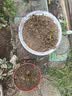 玫瑰花苗老桩绿植物盆栽月季蔷薇老根室内外阳台庭院特大花卉四季 31卡罗拉（老桩苗四季开花） 实拍图