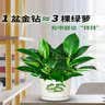 叹为观止18种吊兰任你选金边吊兰各种盆栽花卉客厅垂吊桌面植物净化空气 金钻【陶瓷盆】 含盆 实拍图