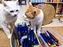 LEGENDSANDY蓝氏磷虾油主食猫条猫零食全价成猫营养美毛鸽肉蛋黄味16g*10支 实拍图