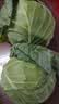 山东新鲜甘蓝包菜卷心菜圆白菜新鲜嫩绿莲花白现摘现发早餐减脂 新鲜包菜 4.6斤净重 人工挑拣 实拍图
