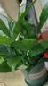 年宵花【热销款】白掌一帆风顺盆栽水培植物绿植过年装饰摆件年货 特级白掌10-12株带花【基地原盆原土】 实拍图