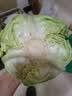 京地达山东青甘蓝 净重4.5斤 单果200g+绿包菜球圆白菜  源头直发包邮 实拍图