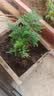 文竹盆栽绿植花卉盆景植物室内客厅水培文松云竹文竹大苗四季常青 小文竹【1颗】原盆原土球发货 高度15-25cm 实拍图