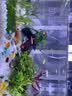 云峰海瑞 鱼缸水草前景莫丝莫斯水草水族箱造景套餐水草活体草缸造景装饰 垂泪8*8网片定植2片装 实拍图