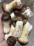 京鲜生云南新鲜姬松茸净重1斤鲜菌菇煲汤小炒火锅食材源头直发 实拍图