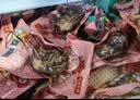 德州扒鸡山东特产熟食零食休闲食品独立包装五香味德州扒鸡大鸡腿65g*14 实拍图