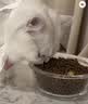 京东京造全价成猫猫粮海洋鱼2kg 鱼油美毛 幼猫粮 明日达 实拍图