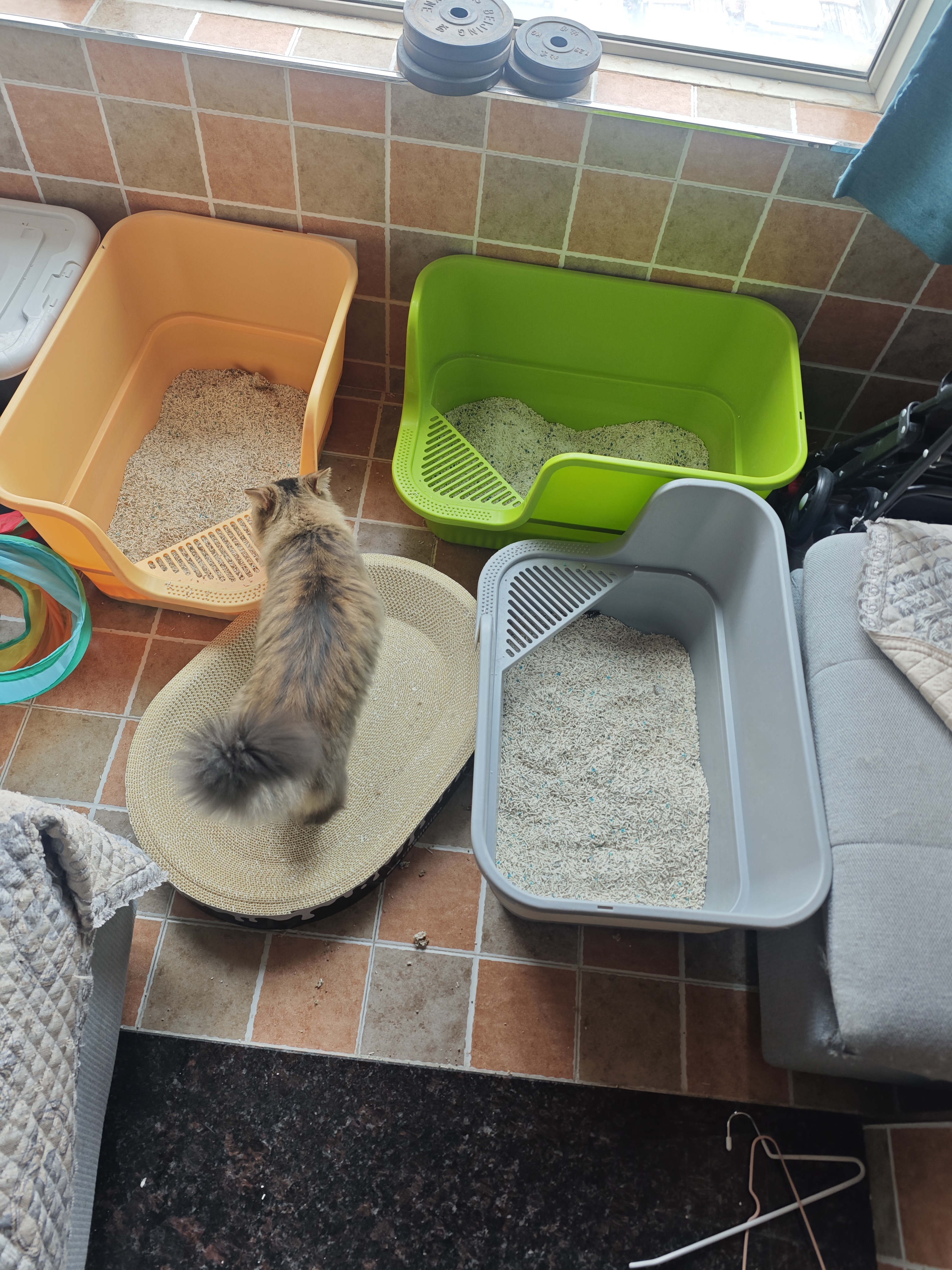 福丸豆腐膨润土混合猫砂除臭低尘不易粘底可冲厕所云顶茶香猫沙 云顶茶香混合猫砂2.5kg*8 实拍图