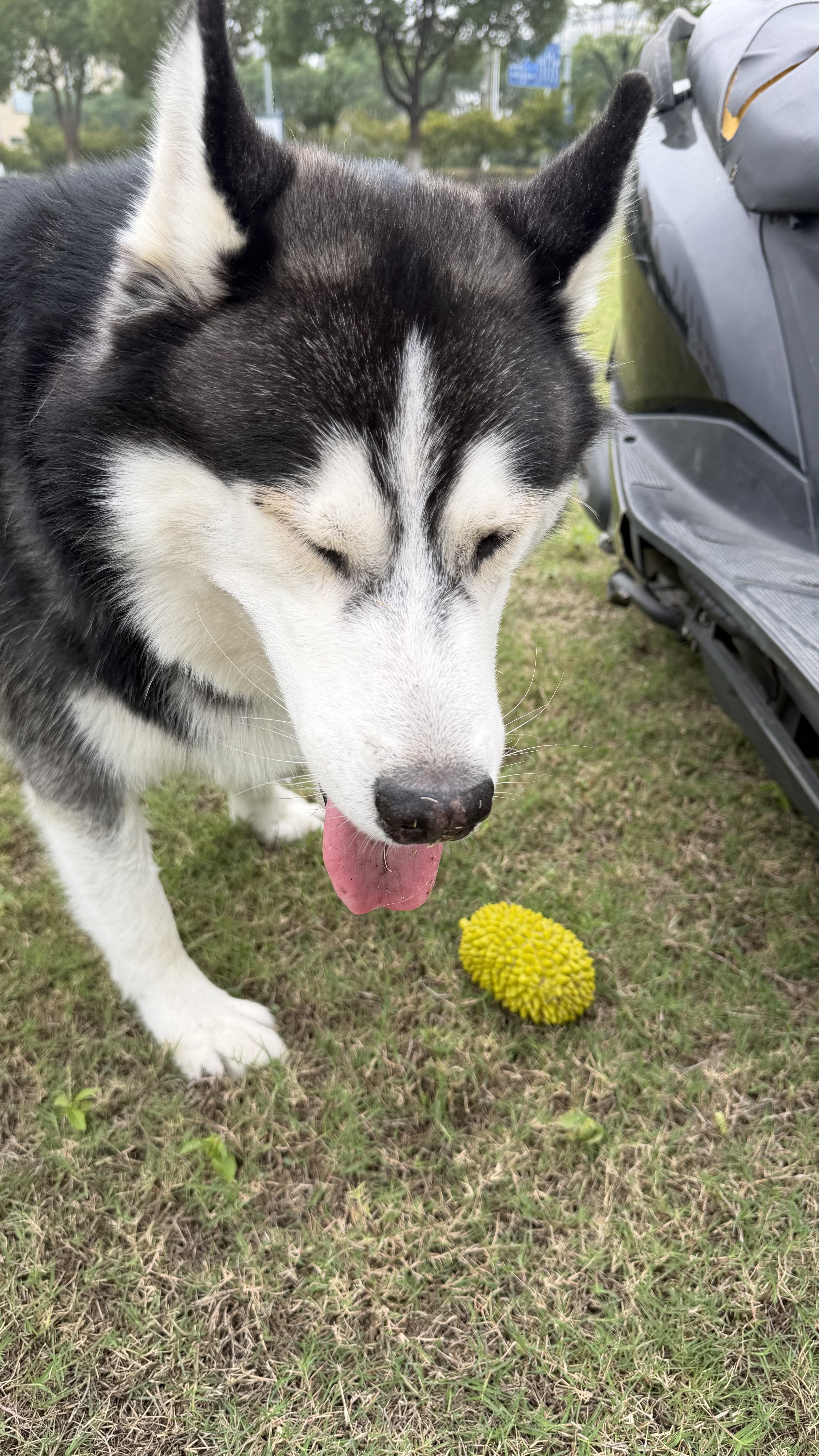 维克（Virbac）耳漂滴耳液狗狗猫咪预防耳螨清洁耳道洗耳液犬猫耳部清洁宠物滴耳液 60ml 实拍图