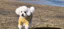 皇家狗粮 成犬狗粮 犬粮 宠物小型犬 PR27 全价犬粮≥10月2KG 实拍图