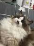 甜浪海金属猫砂铲非不锈钢猫屎铲细孔小孔猫咪铲屎神器猫砂盆铲宠物用品 实拍图