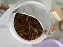 licheers龟粮虾干鱼干三合一乌龟饲料冻干昆虫鱼食乌龟怀孕粮食鱼干 800ml 实拍图