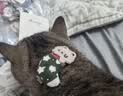 皇家猫粮 成猫猫粮 营养均衡 F32 通用粮 1-7岁 4.5kg*2 实拍图
