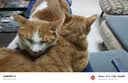 WEYES冻干鸡小胸500g桶装宠物猫狗零食肉干营养高蛋白适口性好 实拍图