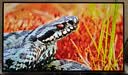 AOC爱攻昊天Max 32英寸 WOLED 4K240Hz双模480Hz HDR500 DP2.1 16W音箱 电竞显示器 AGP327UZD叠曜版 实拍图