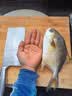 三只海豚特大南海金鲳鱼2斤 2条装 深海鱼 新鲜冷冻 生鲜鱼类海鲜水产年货 实拍图