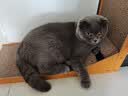 诚实一口P40全价猫粮成猫幼猫室内外84%鲜肉高蛋白泌尿大鹅味试吃装40g 实拍图