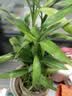 花翁富贵竹水培绿植招财转运室内客厅水养花卉盆栽植物文昌竹源头直发 实拍图
