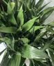 【富贵竹】广州发货水培植物好养懒人节节高供佛办公室内礼物七夕 富贵竹70cm10支 实拍图