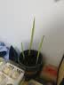 耘淘郁金香种球水培5度球花卉绿植种子土培植物水养盆栽室内室外耐寒1 方盆带吊篮4球新水培套餐【品种可备注】送2包营养液 实拍图