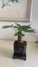 水培植物铁树小盆栽办公室内微景观桌面创意好养易活绿植花卉盆景 发财树盆栽 舍得盆加底托 高度15-25cm 实拍图