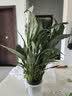 年宵花【热销款】白掌一帆风顺盆栽水培植物绿植过年装饰摆件年货 【店主推荐】特级白掌6-8株带花+早安盆+营养液 实拍图