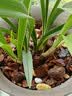 星宸花草博士兰花专用土植料营养土君子兰蝴蝶兰种植颗粒松树皮兰草兰科6L 实拍图