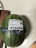 藤上熟吊秧冰糖小西瓜1粒 1.2kg 实拍图