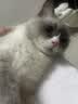 领先猫零食冻干鱼籽棒60g成幼猫宠物零食添加飞鱼籽养护猫咪毛发 实拍图