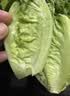 【烧烤季】钟灵山罗马生菜400g 实拍图
