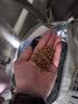 派得猫粮 幼猫成猫 英短蓝猫布偶流浪猫美短全价全阶段通用猫咪主粮 经典猫粮鱼肉味20斤丨送猫粮1斤 实拍图