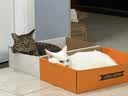 皇家猫粮 成猫猫粮 室内长毛猫 ILH35 通用粮 1-7岁 4.5KG 实拍图