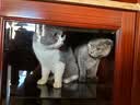 冠能猫粮成猫猫粮三文鱼味2.5kg 全价猫粮 稳固免疫 适口性强 实拍图