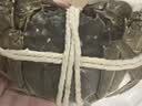 【活蟹】阳澄联合鲜活大闸蟹现货全母蟹 3.0-3.3两 8只生鲜螃蟹精品礼品盒 实拍图