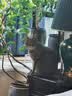鲜朗低温烘焙猫粮冻干生骨肉天然无谷幼猫成猫全阶段鲜郎换粮试吃试用 冻干主食猫粮鸡肉试吃装 实惠装(12g*5包) 实拍图