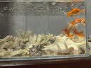 坤宁王金晶超白玻璃鱼缸40造景裸缸客厅桌面溪流缸一体缸水族箱40*23*25 实拍图