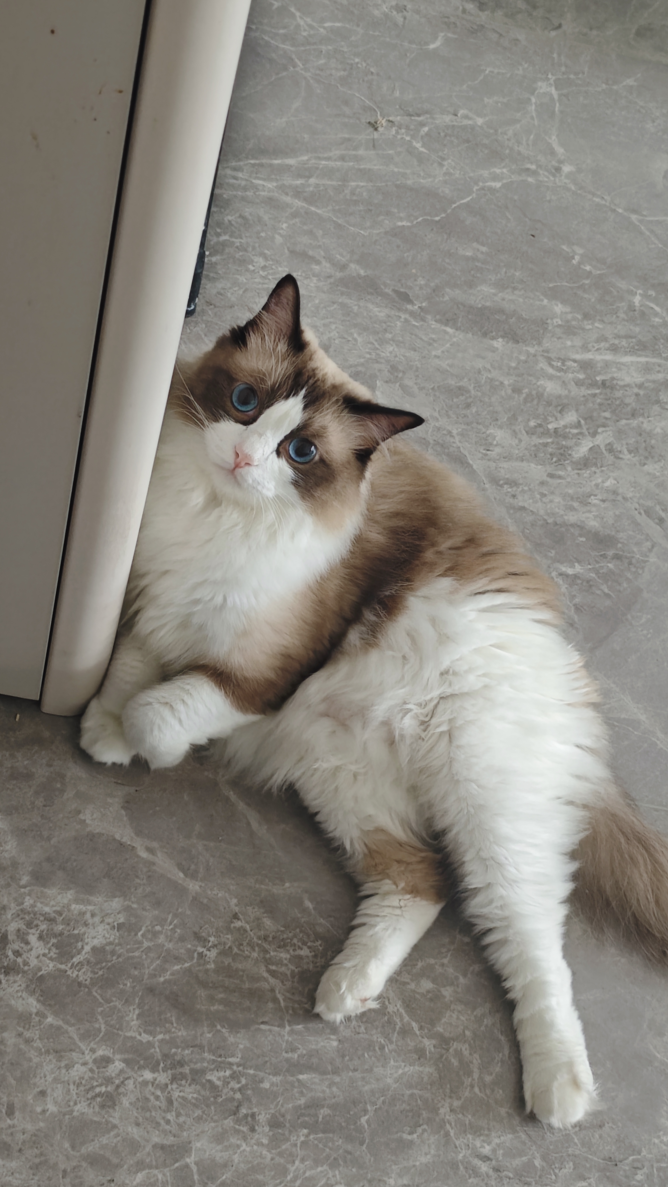 pidan猫砂 豆腐猫砂2.4kg*4包强力吸臭纯猫砂 可冲厕所非膨润土砂 实拍图