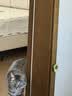 欢宠网猫薄荷球猫玩具猫咪磨牙棒逗猫自嗨解闷神器磨牙猫猫小猫幼猫宠物 实拍图
