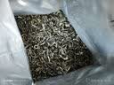 一杯香茶叶绿茶明前碧螺春1钻250g2026新茶礼盒装礼品送礼自己喝散装 实拍图