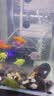 森森鱼缸增氧泵水族箱氧气泵LQE-100家用小型充氧泵4W单孔+全套配件 实拍图