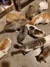 伟嘉猫粮成猫全价猫粮亮毛蓝猫均衡营养10kg海洋鱼夹心粮【原料透明】 实拍图