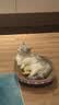 【京东物流】猫抓板磨爪猫窝一体耐磨不掉屑超大号猫玩具猫咪用品 椭圆大号+猫薄荷 实拍图