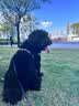 力狼狗粮 全价成犬粮 博美泰迪金毛阿拉斯加边牧狗粮大中小犬型粮 【经典配方】成犬粮20kg 实拍图
