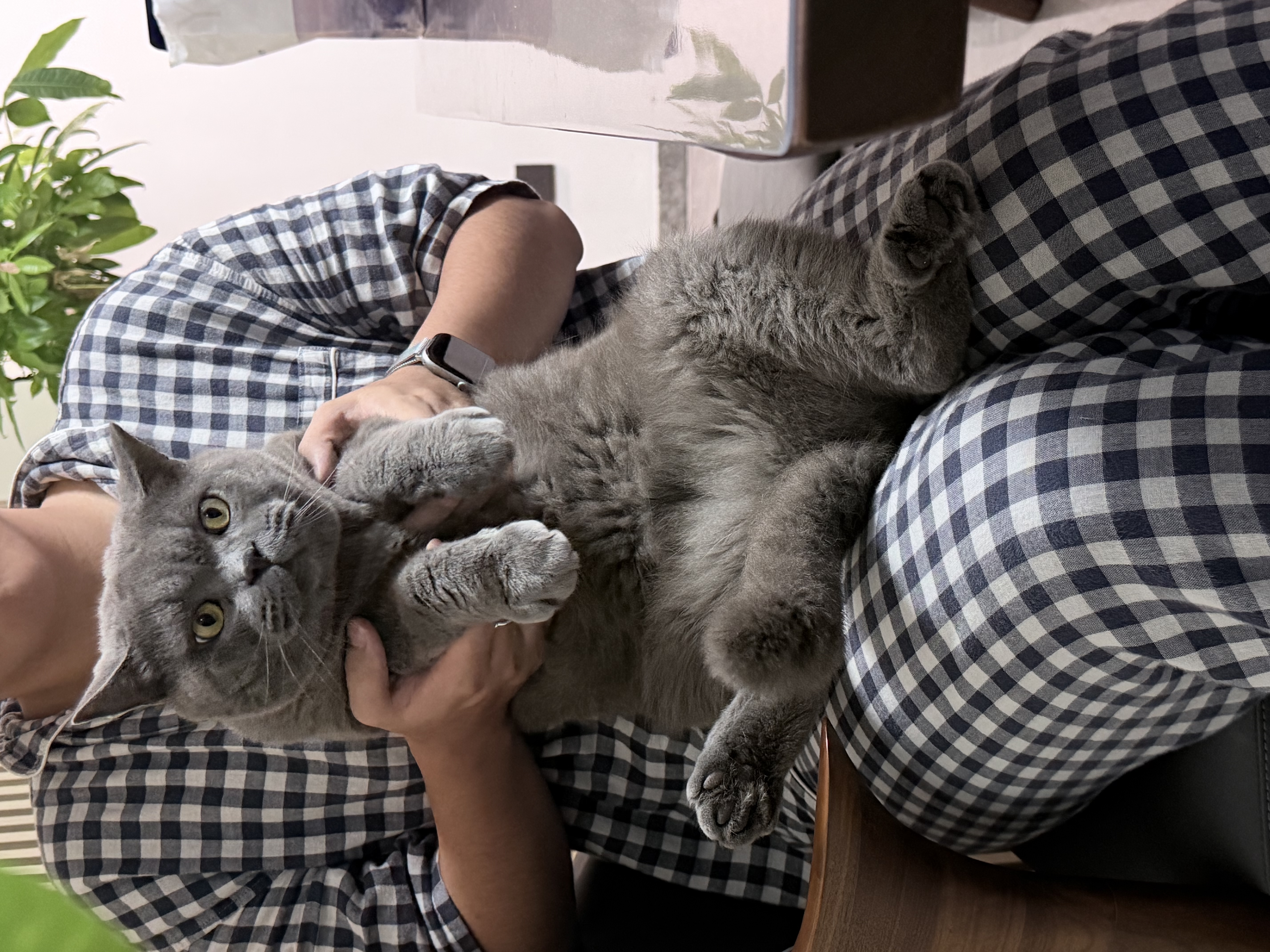 福丸自然空气玉米豆腐猫砂除臭低尘可冲厕所 玉米淡香 2.5kg*4包 实拍图