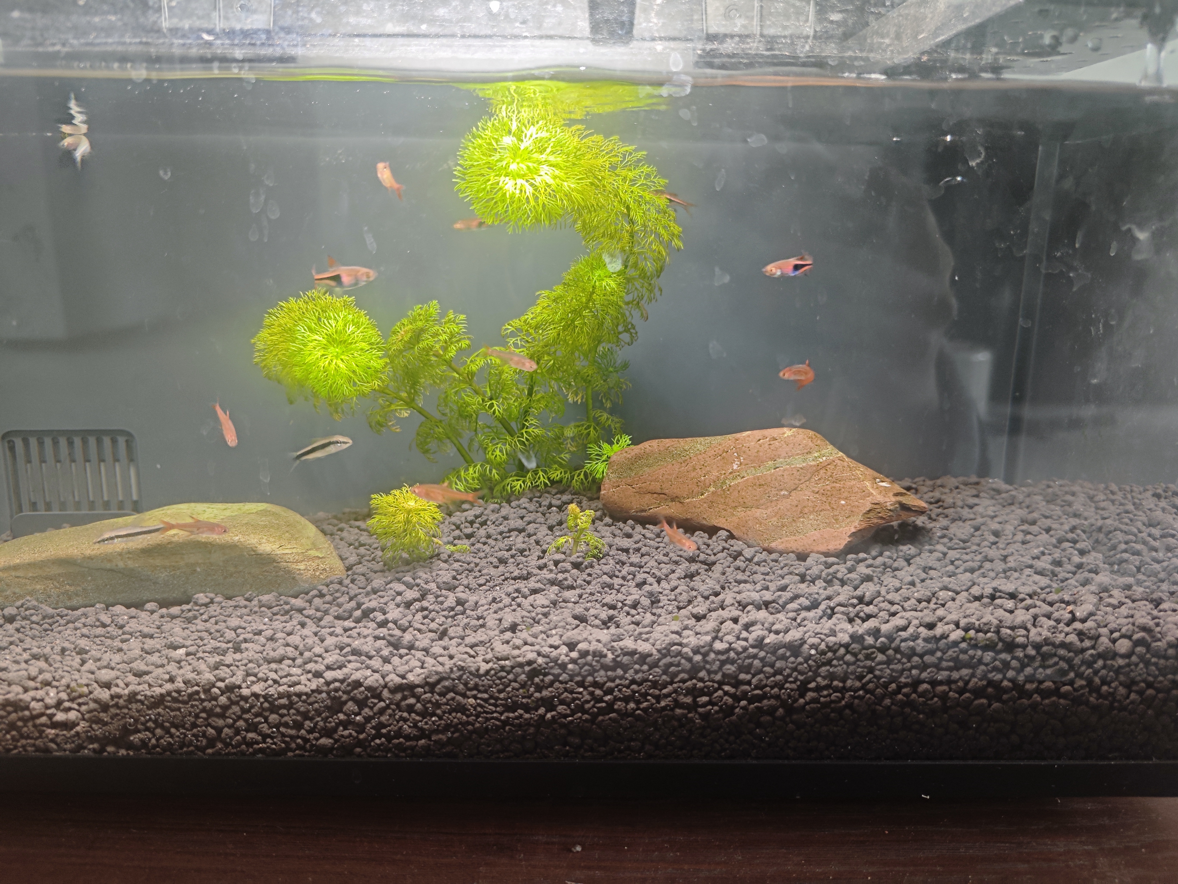 尼特利二代水草泥鱼缸专用水藻泥生态草缸底砂营养土3L/袋 实拍图