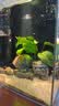憨憨乐园 鱼缸活性炭【过滤材料500g】水质水族用品细菌活性炭滤材生物球  实拍图